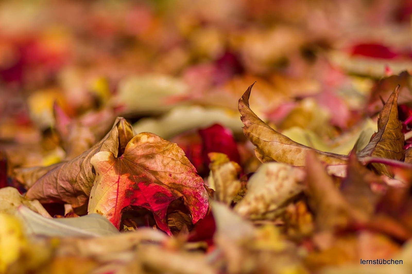 gefallene Herbstblätter.jpeg